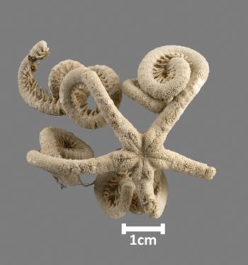 Media type: image;   Invertebrate Zoology OPH-2753 Aspect: dorsal